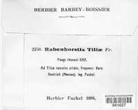 Rabenhorstia tiliae image